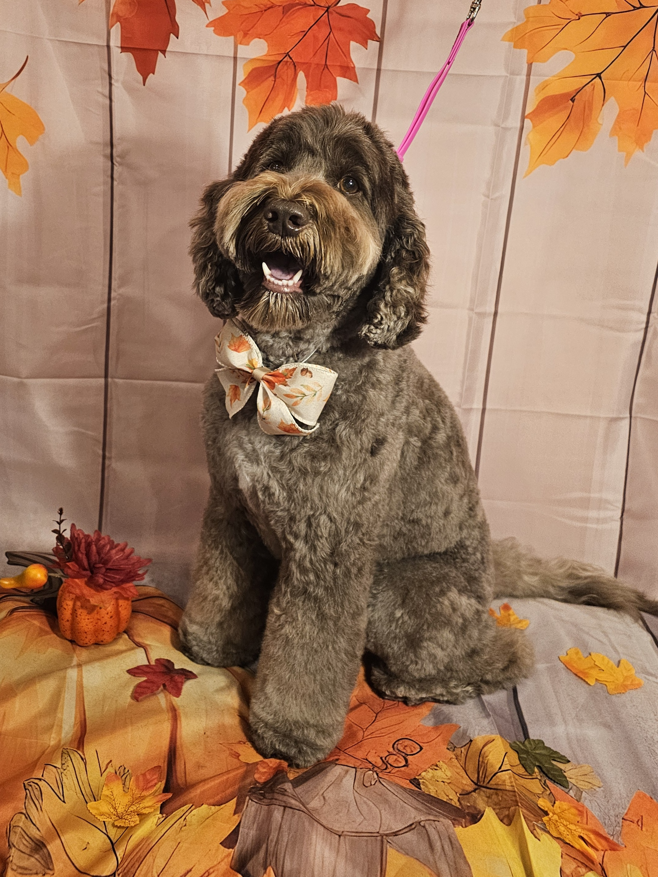 Dog posing with fall background