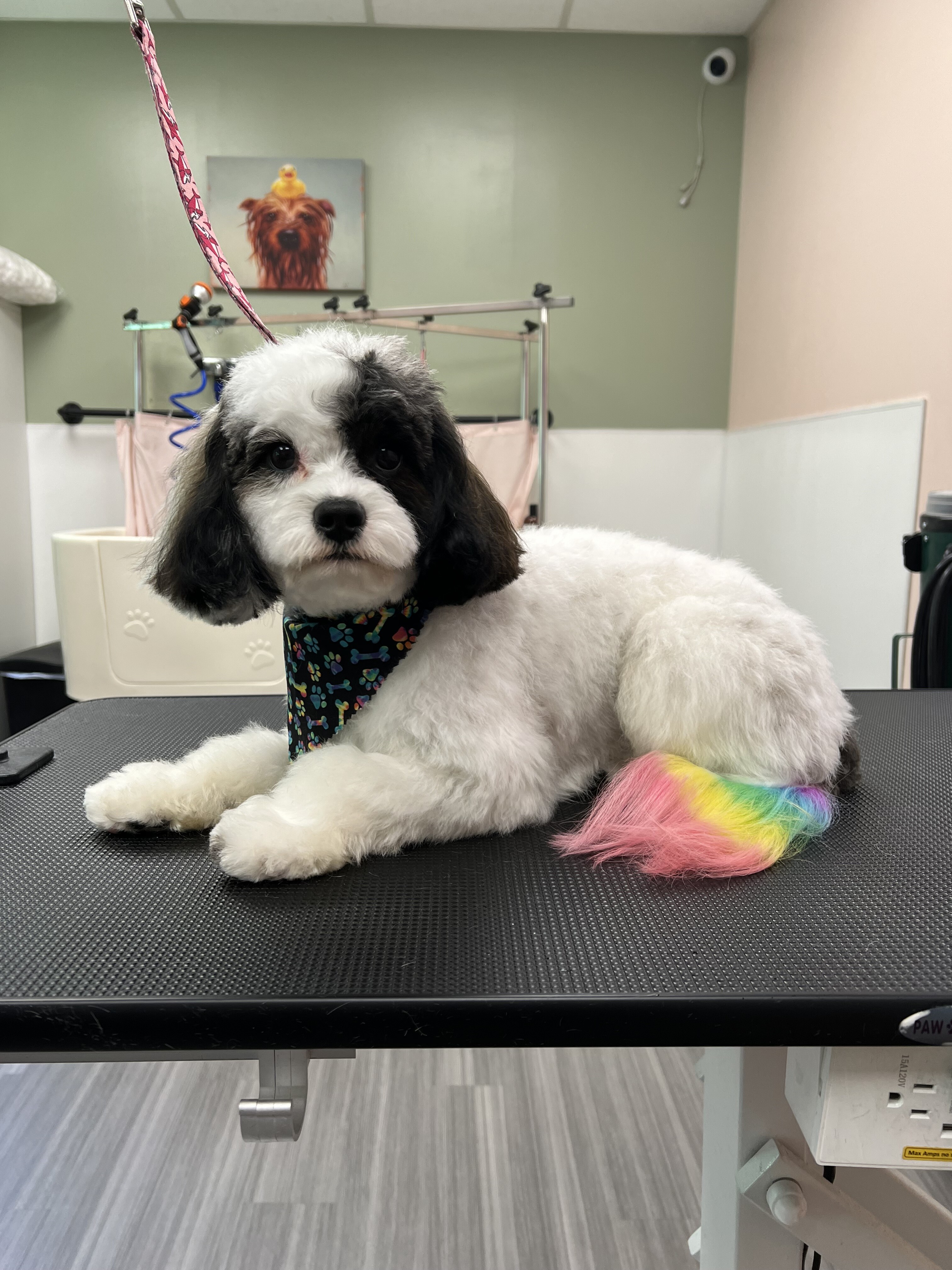 Dog with colorful tail on grooming table 