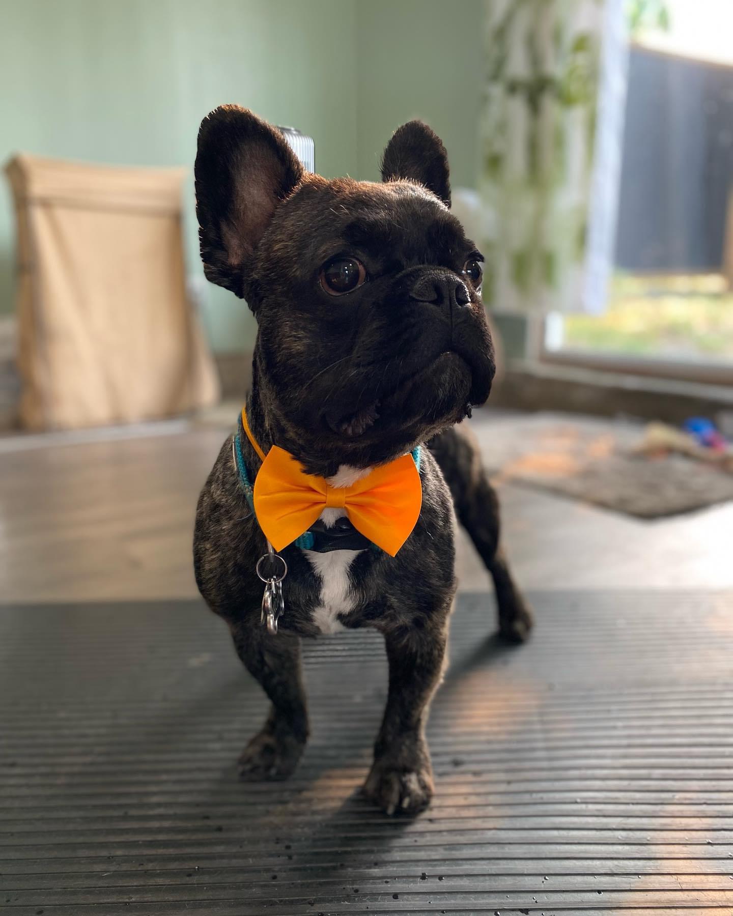 little dog with orange bowtie