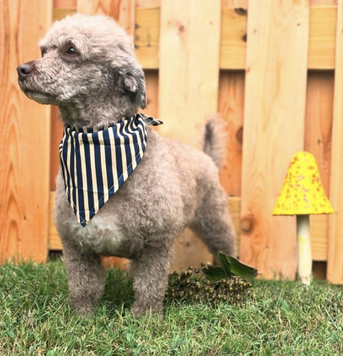 Groomed Dog with striped bandana