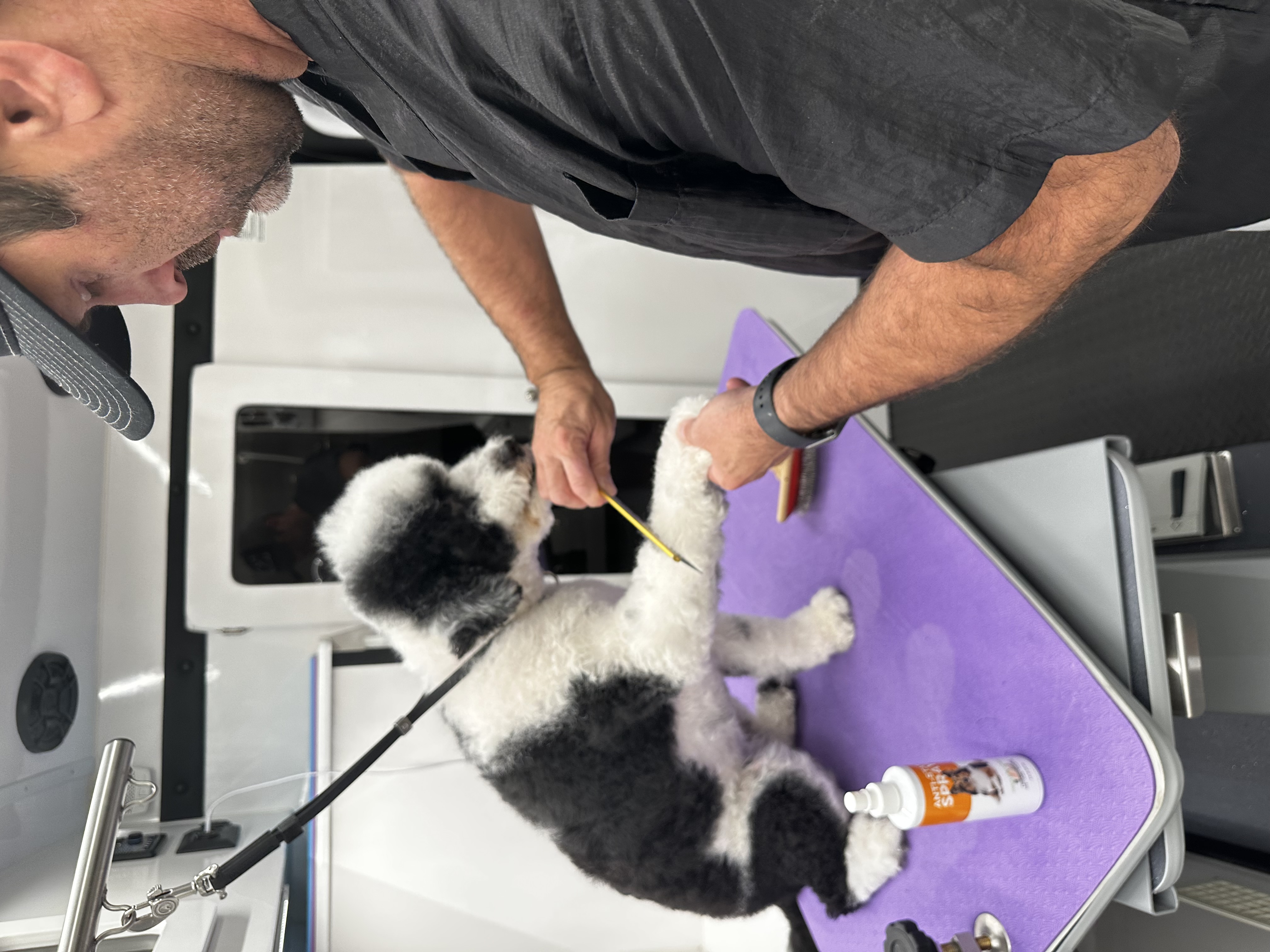 Jay grooming cute dog
