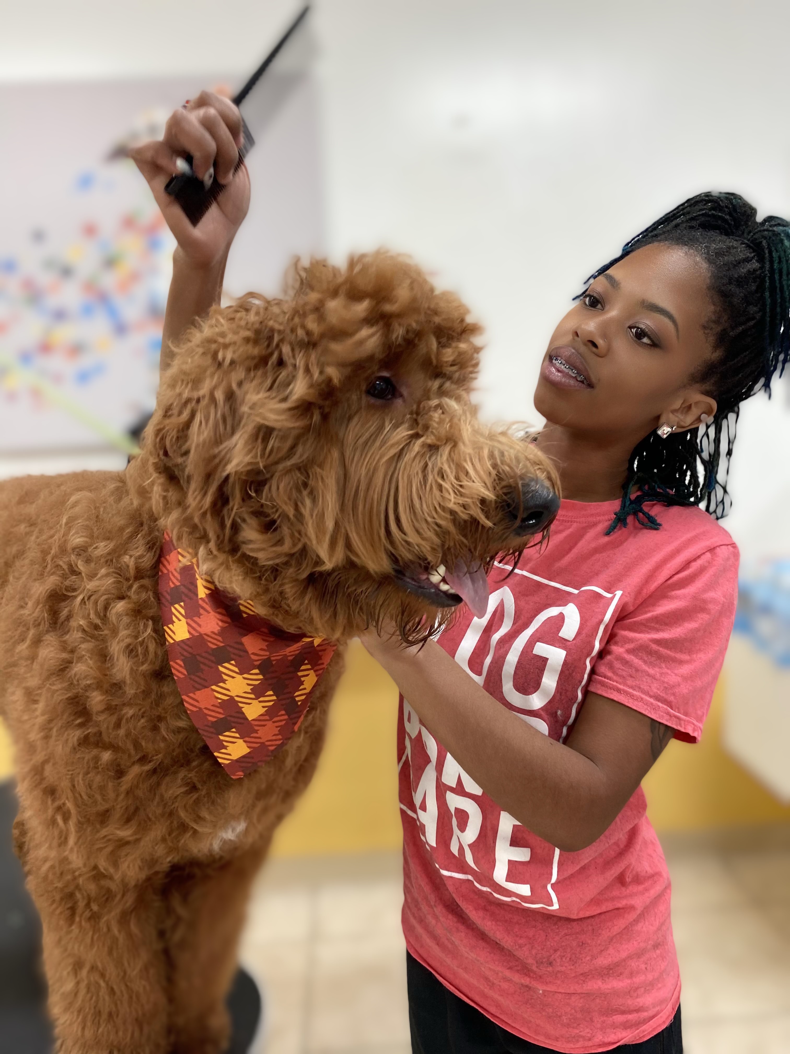 A dog groomer is combing a dog