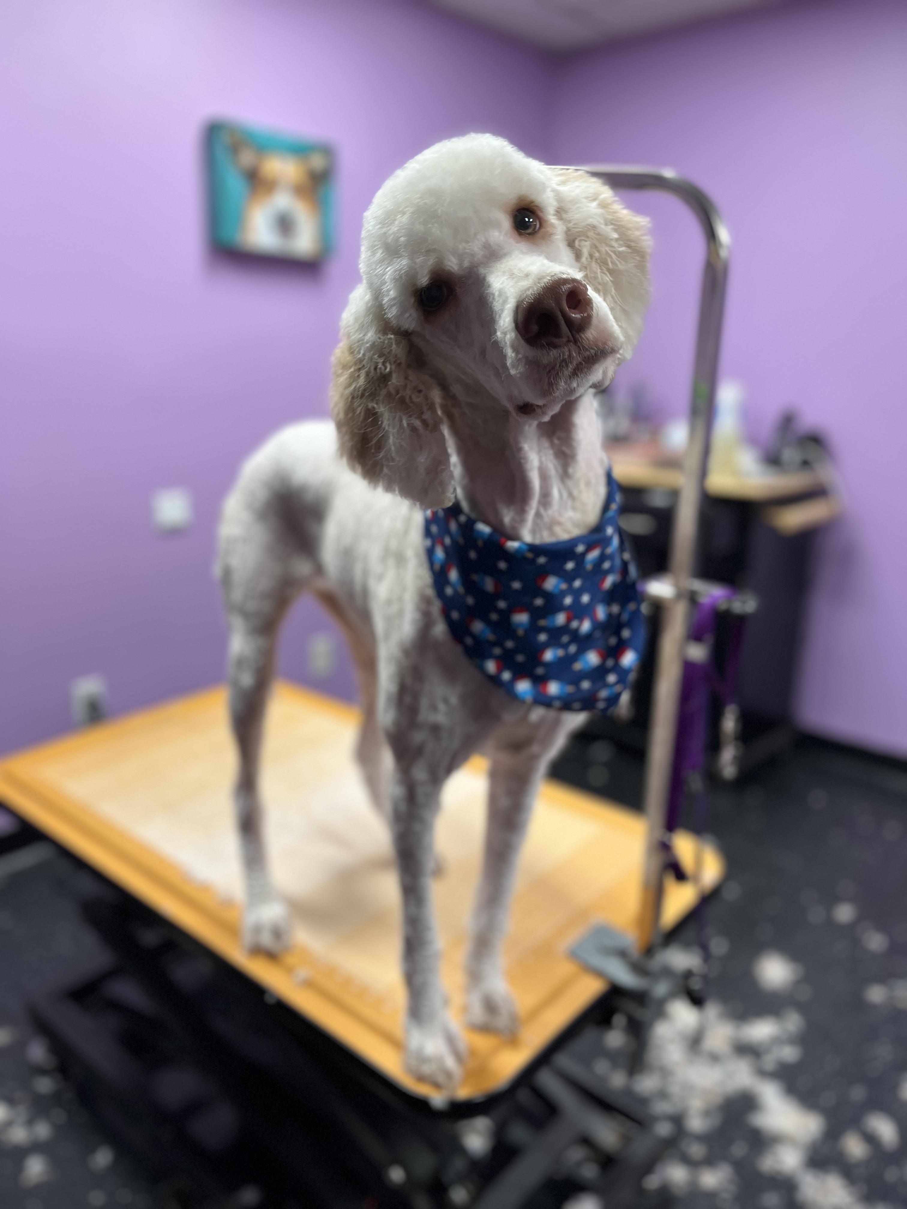 White Poodle on Grooming Table