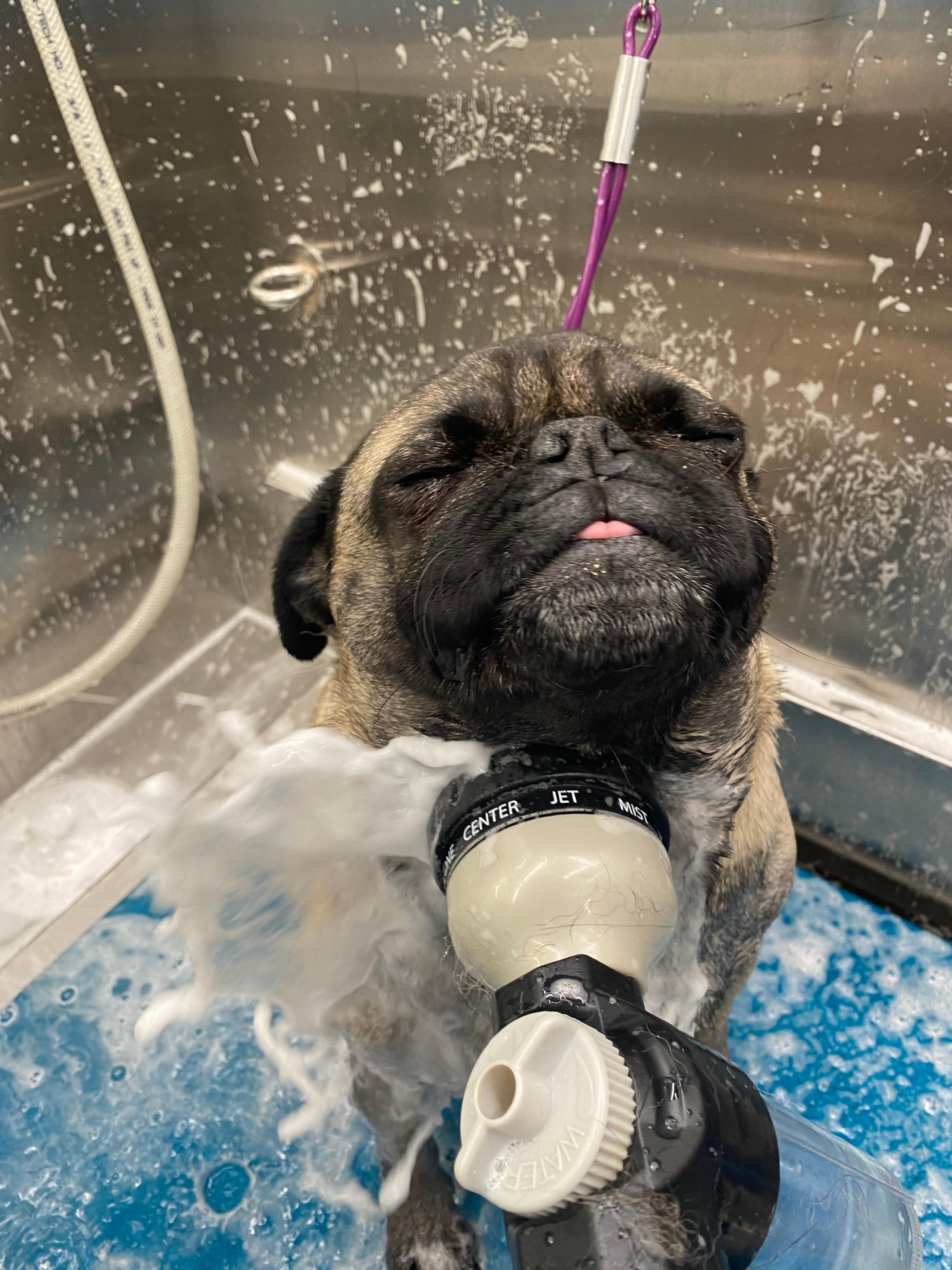 Pug being washed in a dog grooming tub