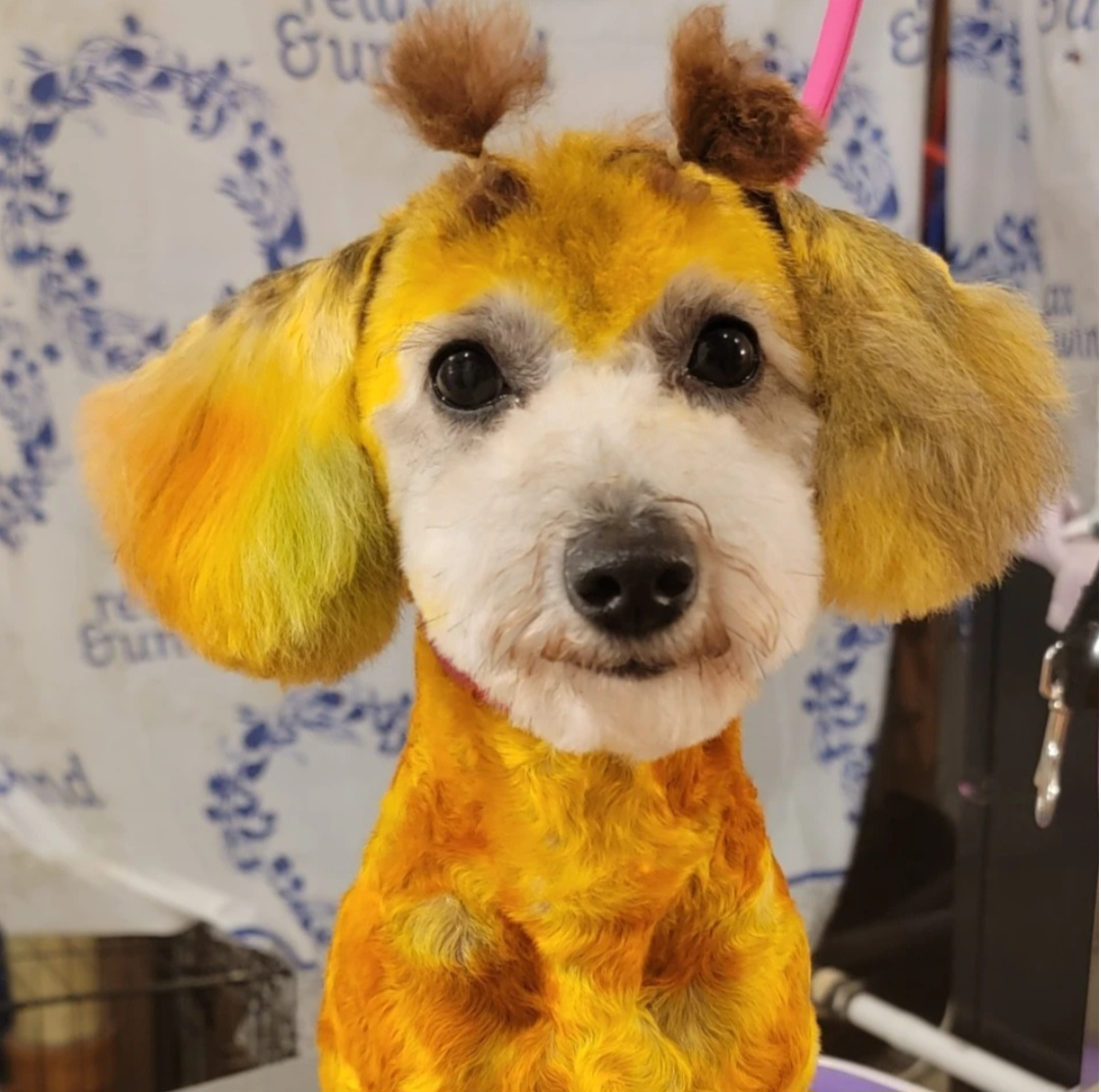 Dog groomed as a giraffe