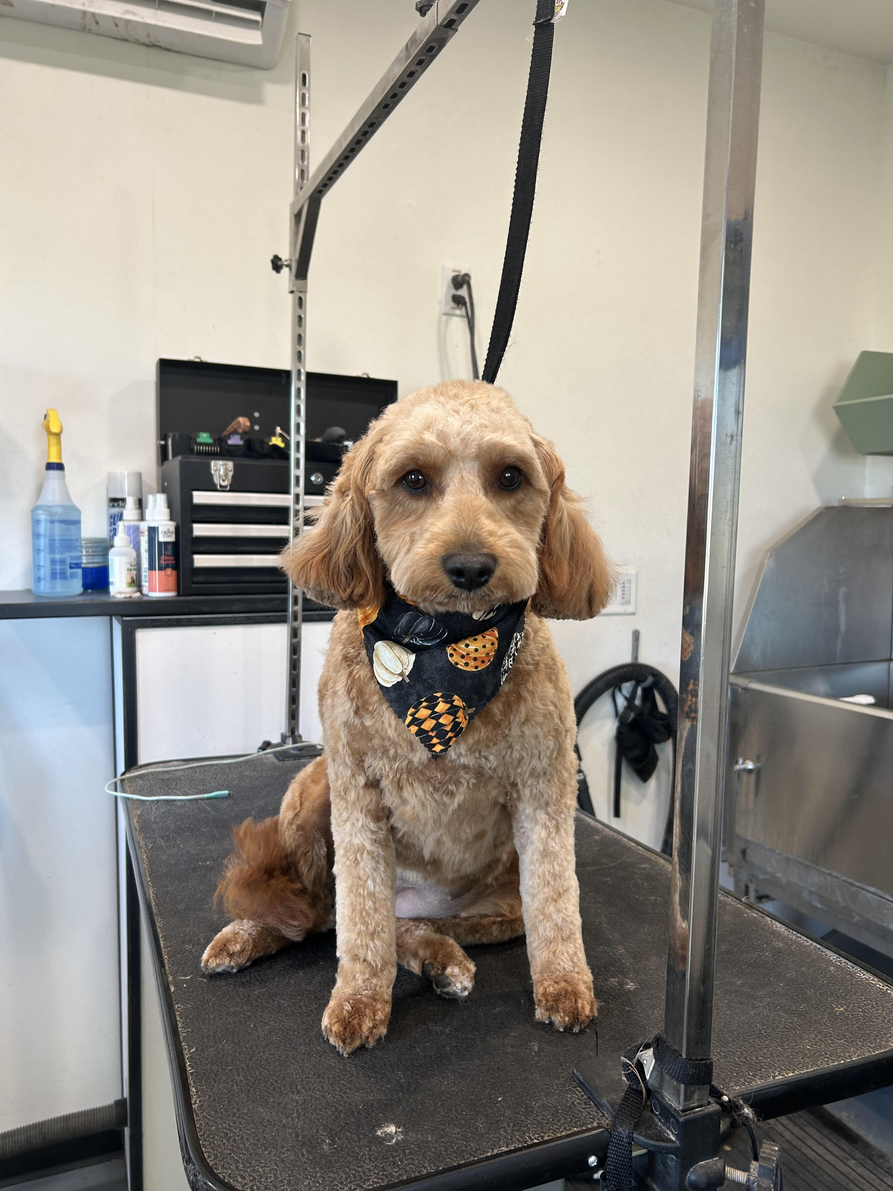 Dog on grooming table. 